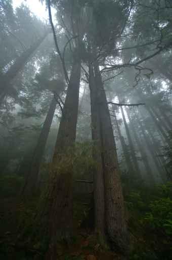 Pacific Northwest Rainforest Wall Decal Design 1