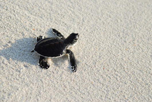 turtle Wall Mural