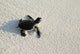 turtle Wall Mural