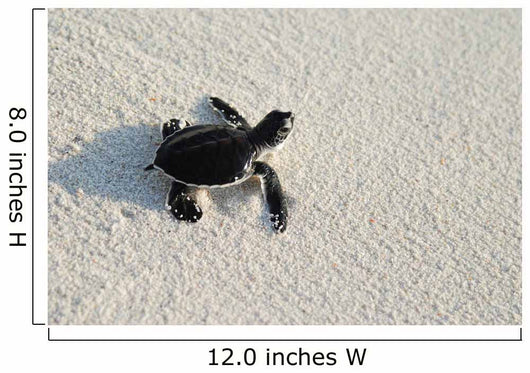 turtle Wall Mural