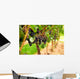 Grape Vines Wall Decal Design 2