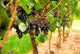 Grape Vines Wall Decal Design 2