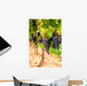 Grape Vines Wall Decal Design 1