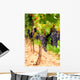 Grape Vines Wall Decal Design 1