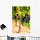 Grape Vines Wall Decal Design 1
