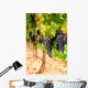 Grape Vines Wall Decal Design 1