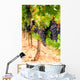 Grape Vines Wall Decal Design 1