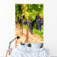 Grape Vines Wall Decal Design 1