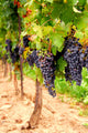 Grape Vines Wall Decal Design 1