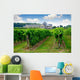 vineyard Wall Mural