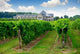 vineyard Wall Mural