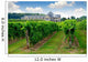 vineyard Wall Mural