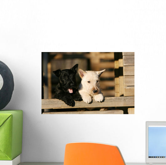 Two Scottish Terrier Puppies Leaning on Railing Wall Mural