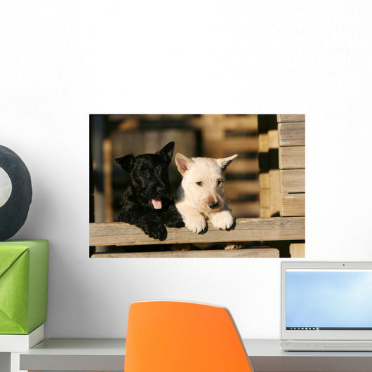 Two Scottish Terrier Puppies Leaning on Railing Wall Mural