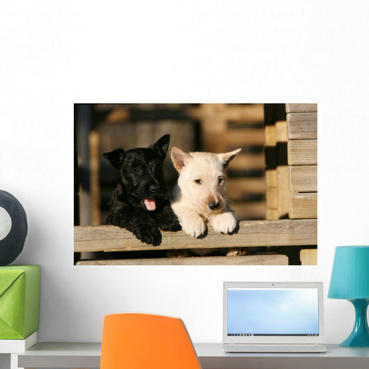 Two Scottish Terrier Puppies Leaning on Railing Wall Mural