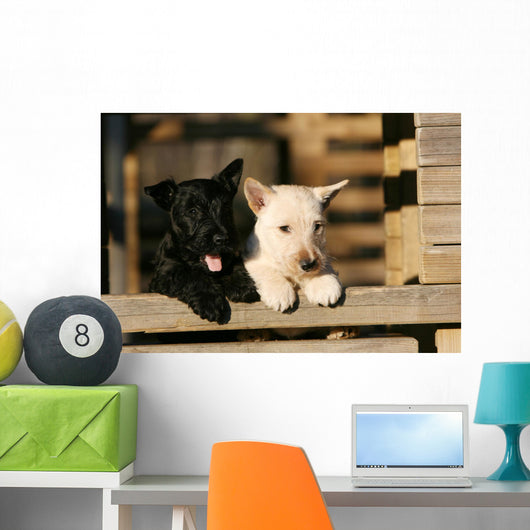 Two Scottish Terrier Puppies Leaning on Railing Wall Mural