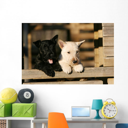 Two Scottish Terrier Puppies Leaning on Railing Wall Mural