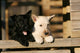 Two Scottish Terrier Puppies Leaning on Railing Wall Mural