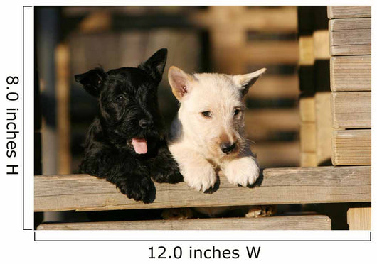 Two Scottish Terrier Puppies Leaning on Railing Wall Mural