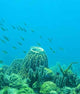Coral Reef Scene Wall Decal
