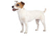 Jack Russell Terrier Standing Wall Decal