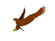 Soon the Eagle Wall Decal