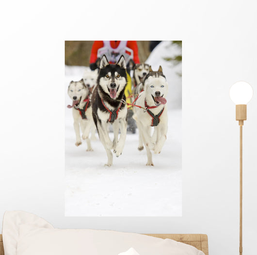 Sled Dogs Wall Mural