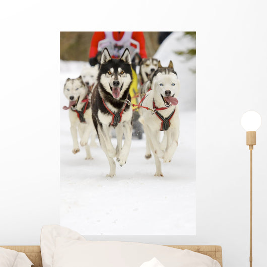 Sled Dogs Wall Mural