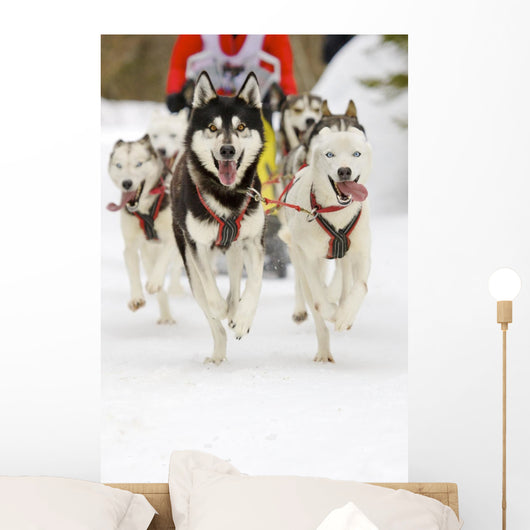 Sled Dogs Wall Mural