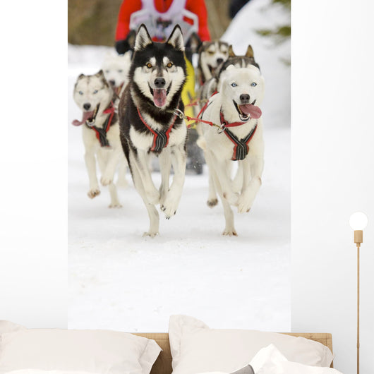 Sled Dogs Wall Mural