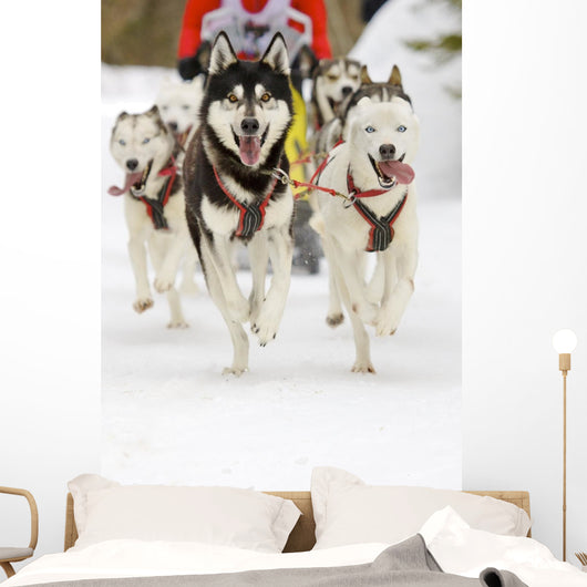 Sled Dogs Wall Mural