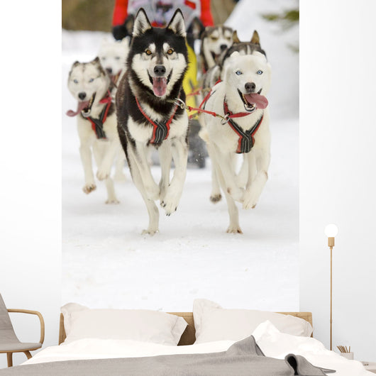Sled Dogs Wall Mural