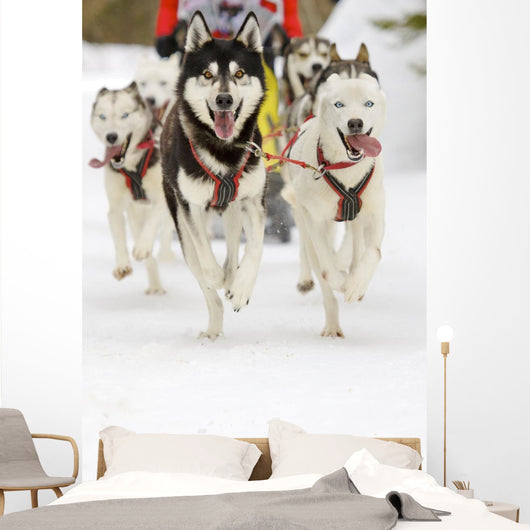 Sled Dogs Wall Mural
