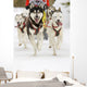 Sled Dogs Wall Mural
