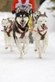 Sled Dogs Wall Mural