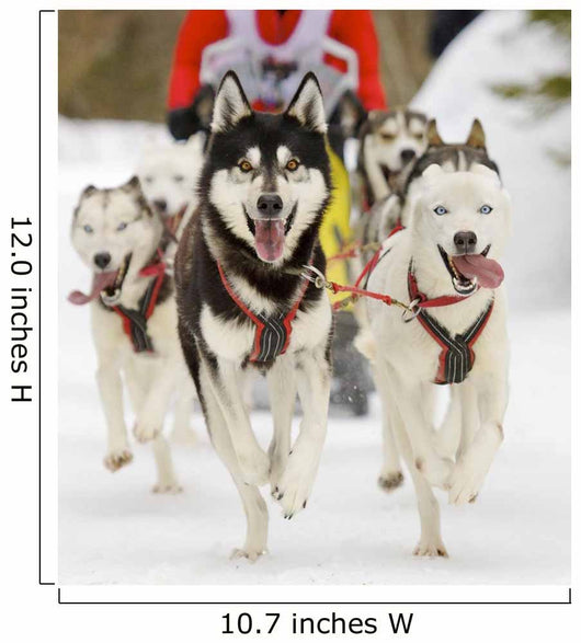 Sled Dogs Wall Mural
