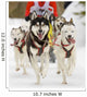 Sled Dogs Wall Mural