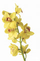 Yellow Orchids Wall Mural
