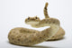 Rattlesnake Wall Decal