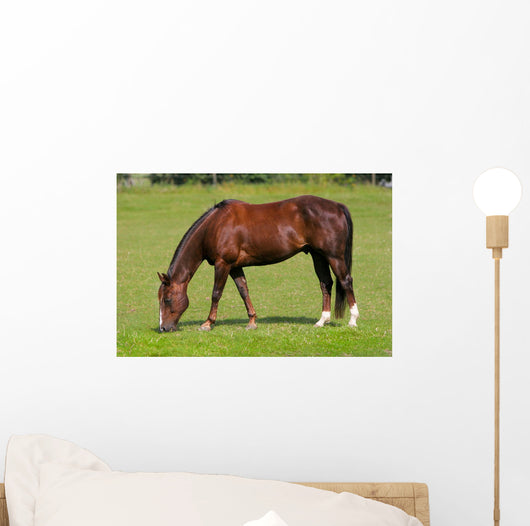 Pferd Auf Wiese Wall Decal