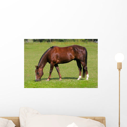 Pferd Auf Wiese Wall Decal