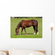 Pferd Auf Wiese Wall Decal