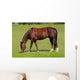 Pferd Auf Wiese Wall Decal