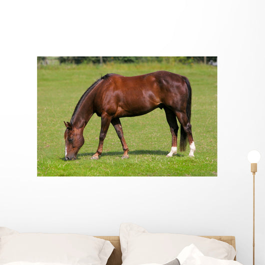 Pferd Auf Wiese Wall Decal