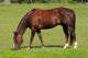 Pferd Auf Wiese Wall Decal