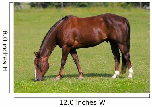 Pferd Auf Wiese Wall Decal