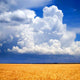 Wheat Field Wall Decal Design 2