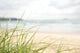Beach grass Wall Mural