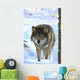 wolf Wall Mural