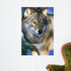 Wolf in Sweden Wall Mural